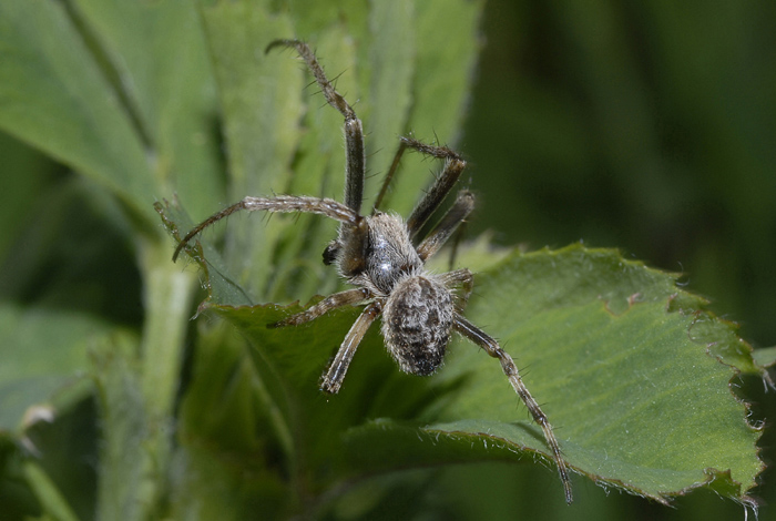 Agalenatea redii